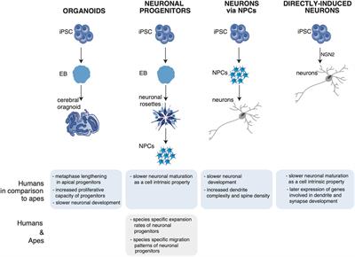 A Closer Look to the Evolution of Neurons in Humans and Apes Using Stem-Cell-Derived Model Systems